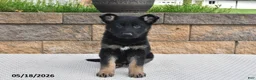 German Shepherd dogs for sale: Roxannie - Ad 2