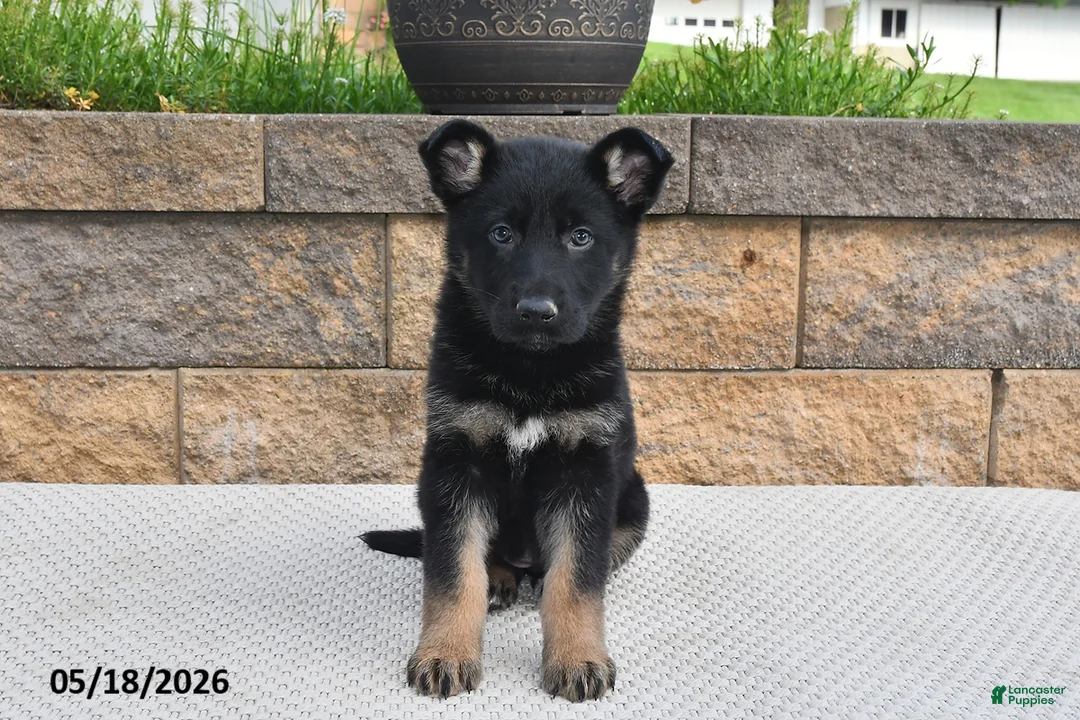 German Shepherd dogs for sale: Roxannie - Ad 2