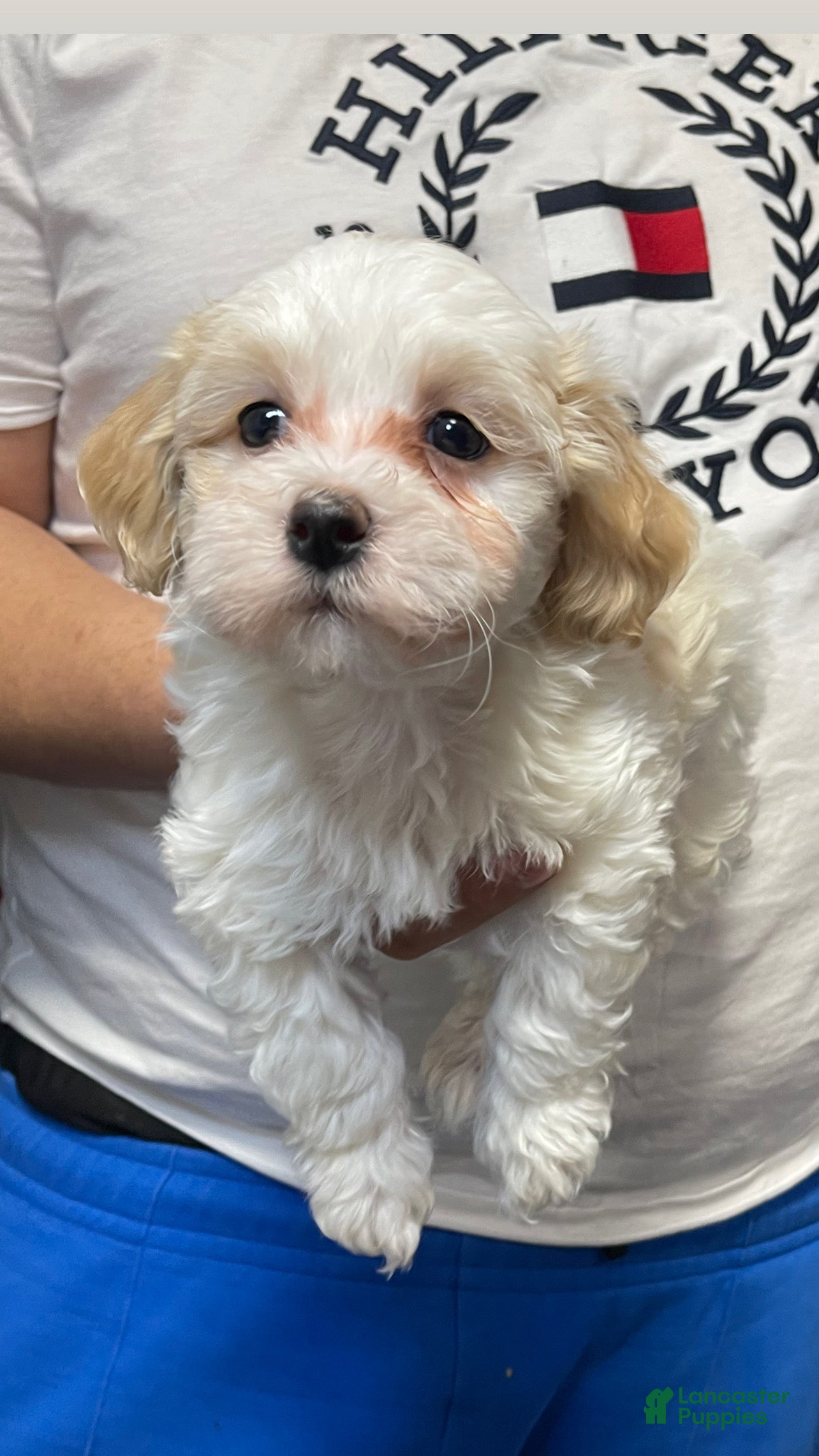 Havapoo dogs Paris - Ad 1