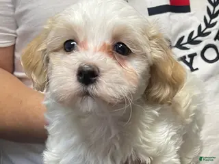 Havapoo dogs Paris - Ad 22