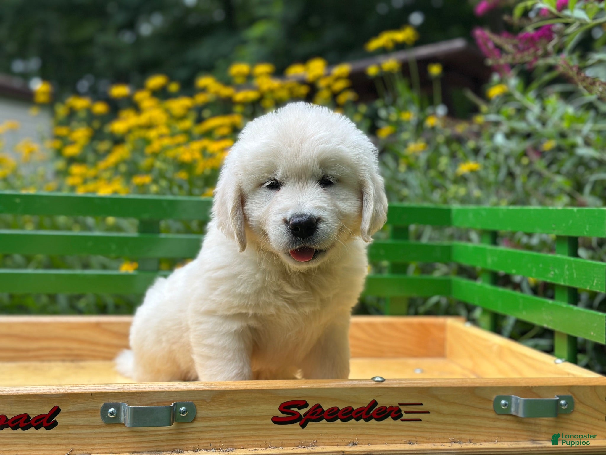 Golden Retriever dogs Golden Retriever 1 - Ad 1