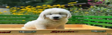 Golden Retriever 1