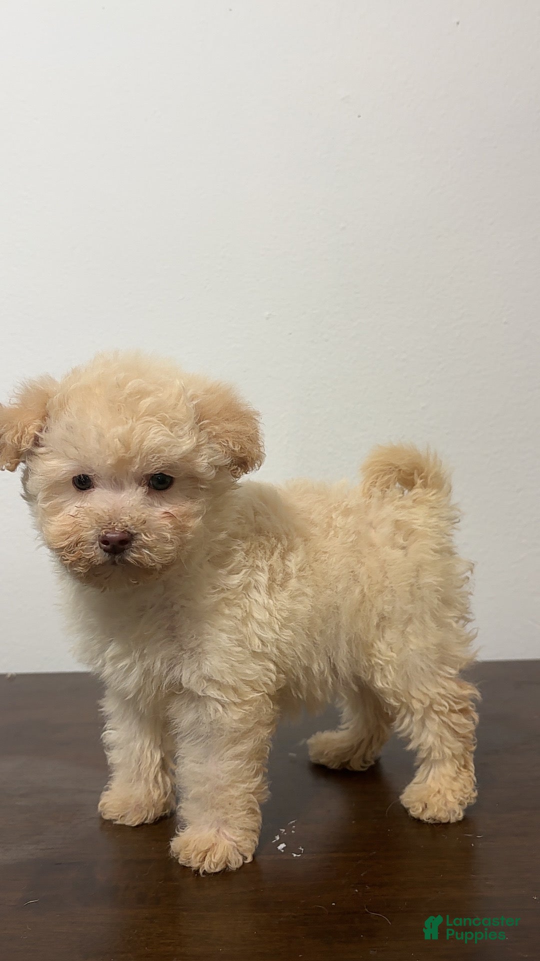 Miniature Poodle dogs for sale: Cici - Ad 6