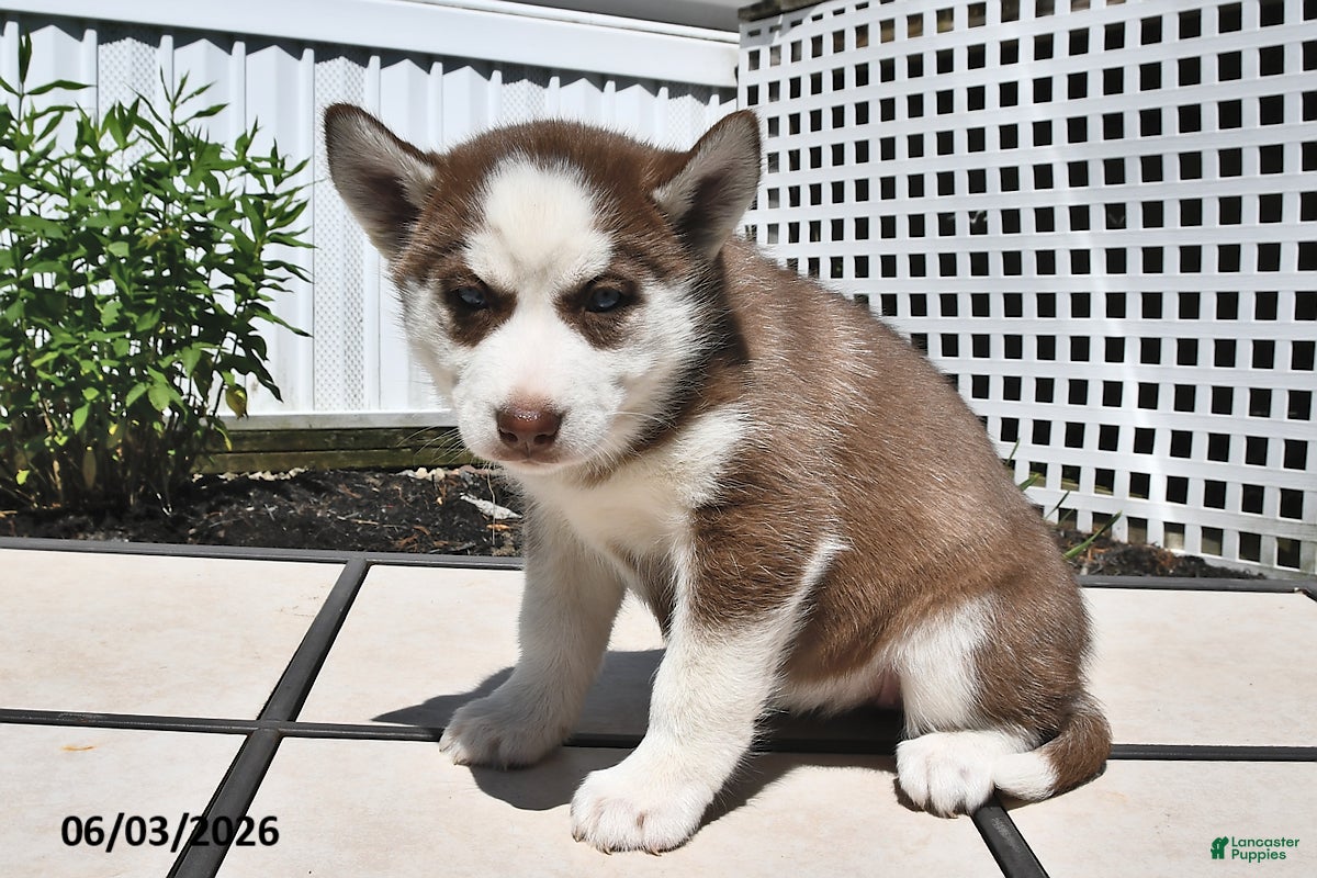 Siberian Husky dogs for sale: Carmel - Ad 5