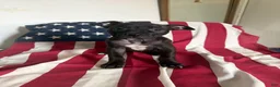 American Bully dogs for sale: American Bully 3.  Cassie - Ad 7