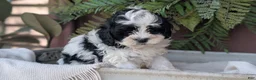 Cockapoo dogs for sale: Hunter - Ad 7