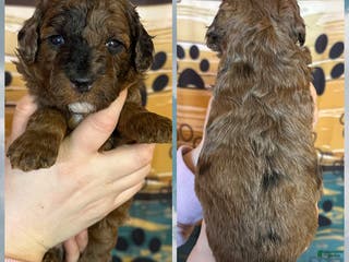 Miniature Poodle dogs Miniature Poodle Puppy 1 - Ad 40