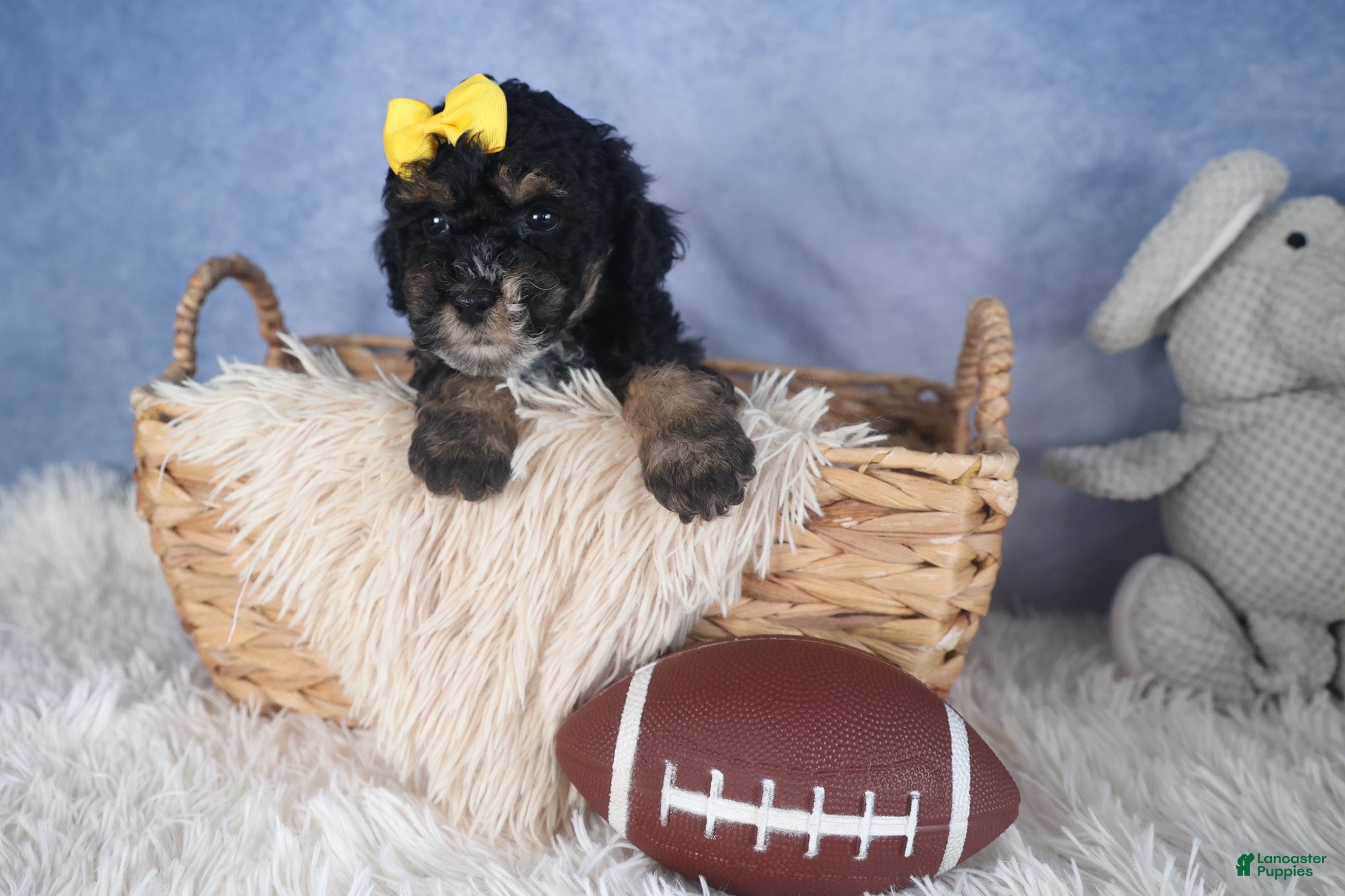 Miniature Poodle dogs Rocko - Ad 2