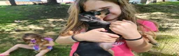 Miniature Pinscher dogs for sale: Marco - Ad 6