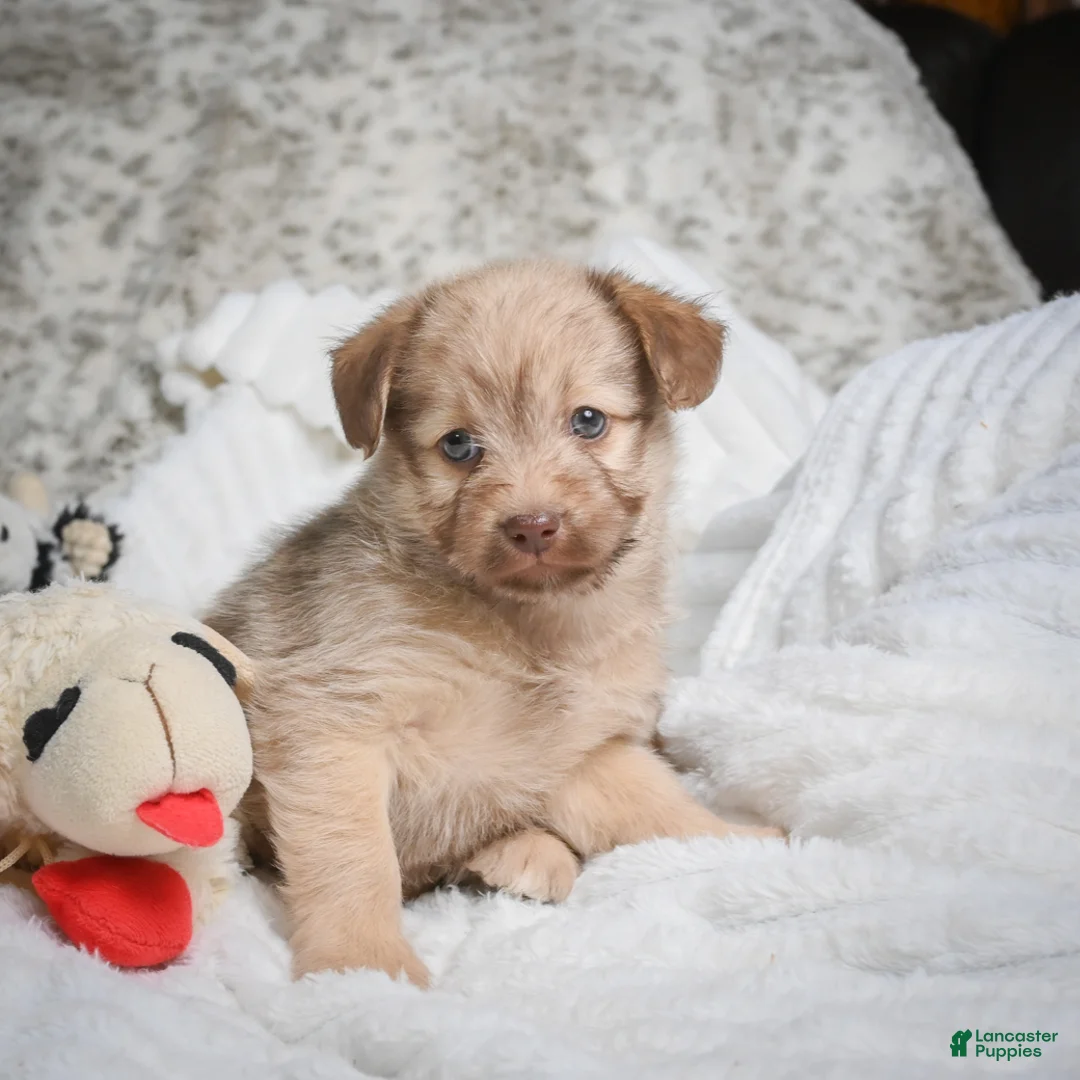 Mixed Breed dogs for sale: Patsy - Ad 1