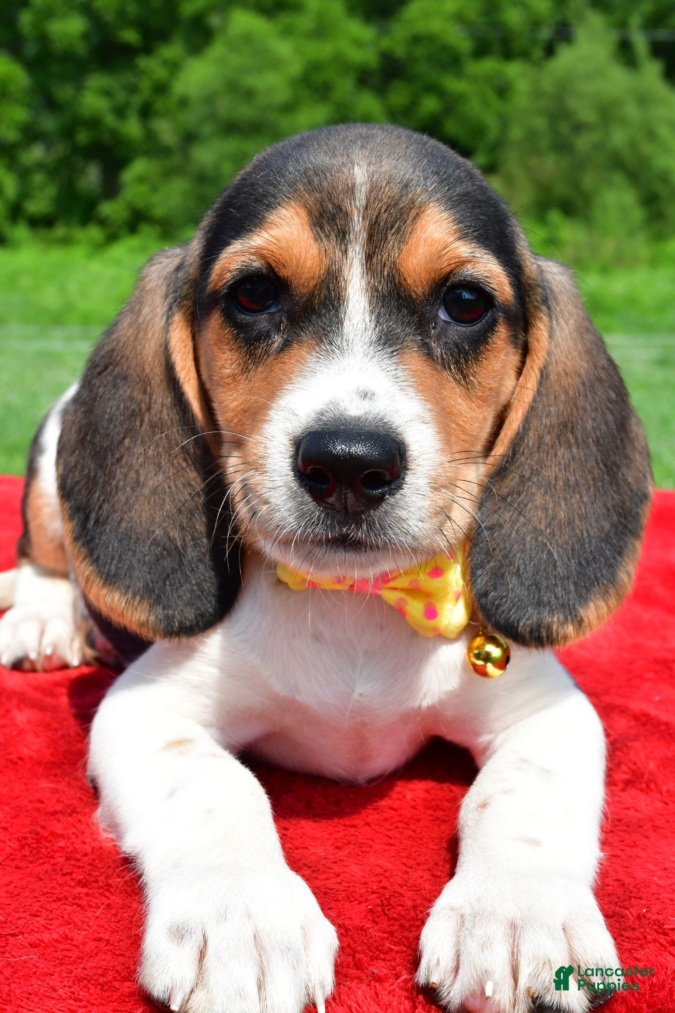 Beagle dogs Hector - Ad 2