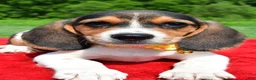 Beagle dogs for sale: Hector - Ad 4