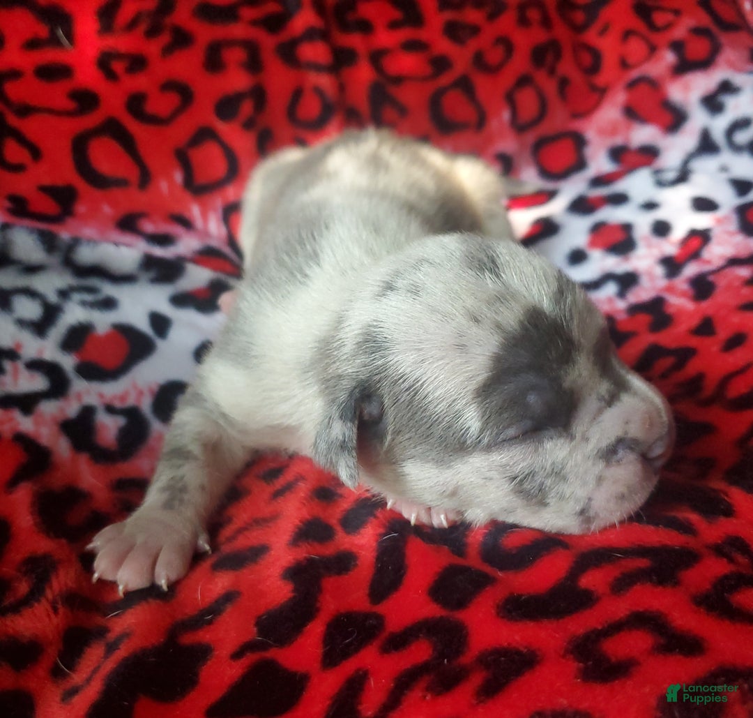 American Bully dogs for sale: "ICE CUBE" - Ad 7
