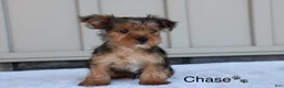 Yorkshire Terrier dogs for sale: Chase - Ad 3