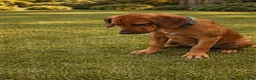 Rhodesian Ridgeback dogs for sale: Rhodesian Ridgeback Puppy 2 - Ad 1