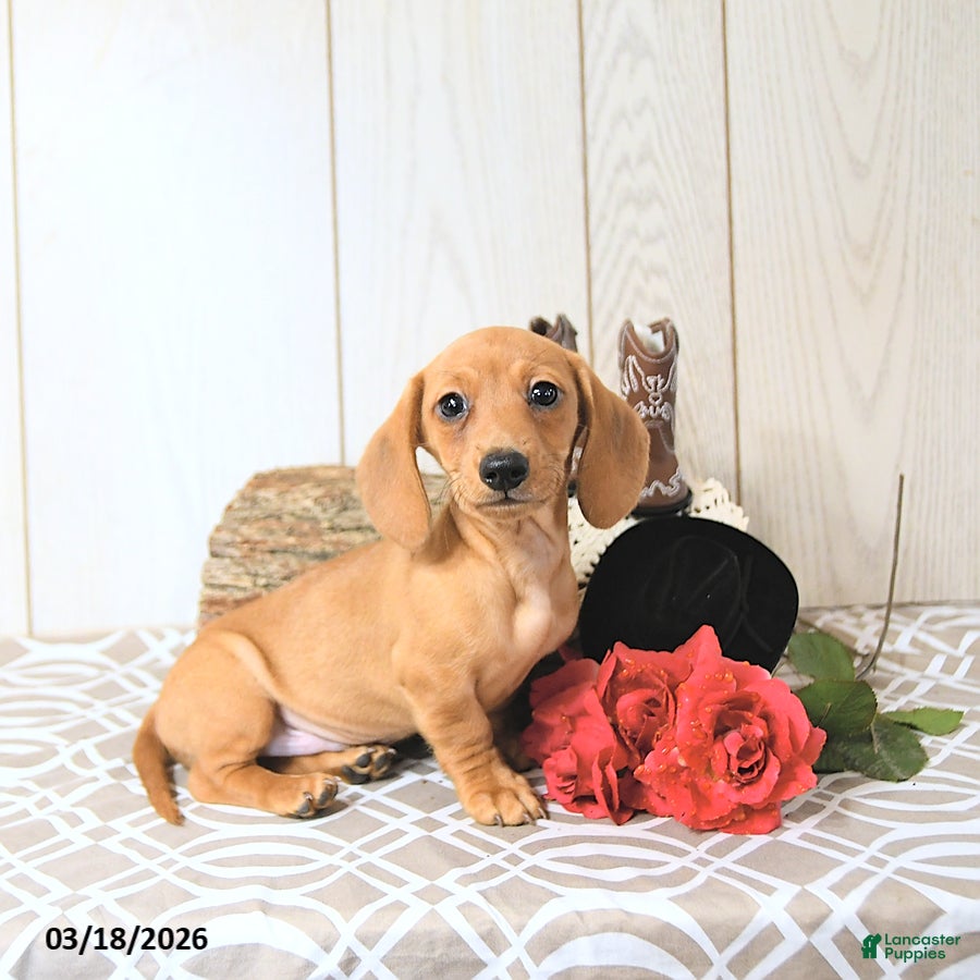Miniature Dachshund dogs Sparky - Ad 2