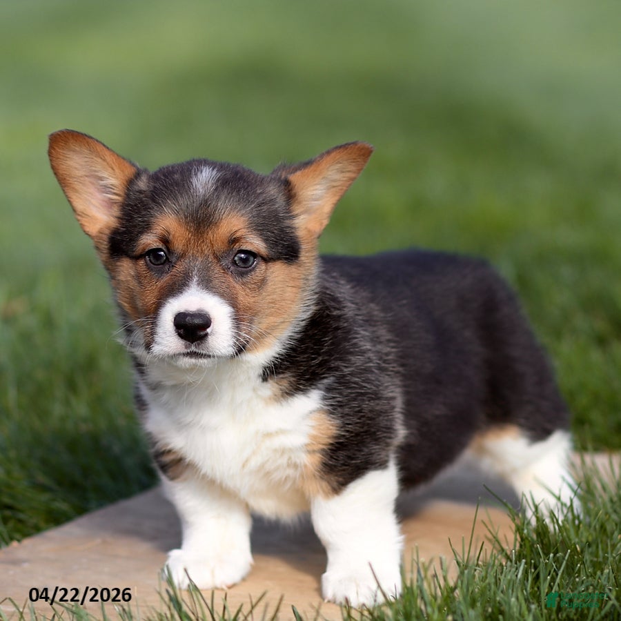 Welsh Corgi Pembroke dogs Misty - Ad 2