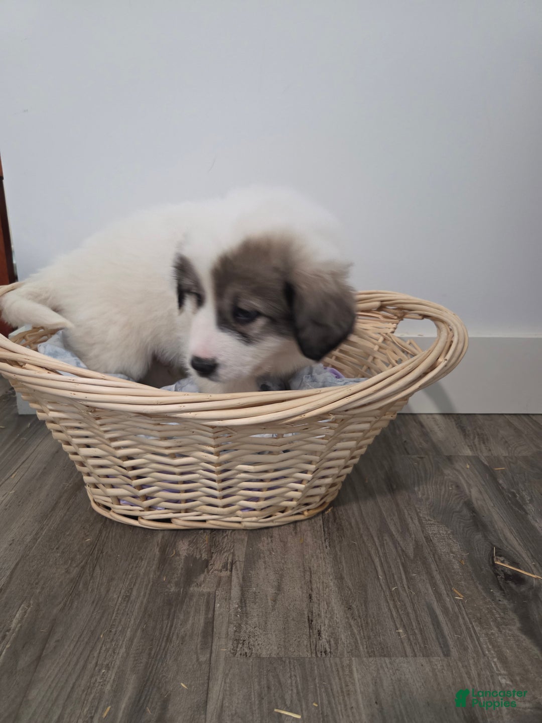 Great Pyrenees dogs for sale: Patrick - Ad 4