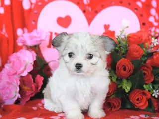 Mixed Breed dogs for sale: Baxter - Ad 3