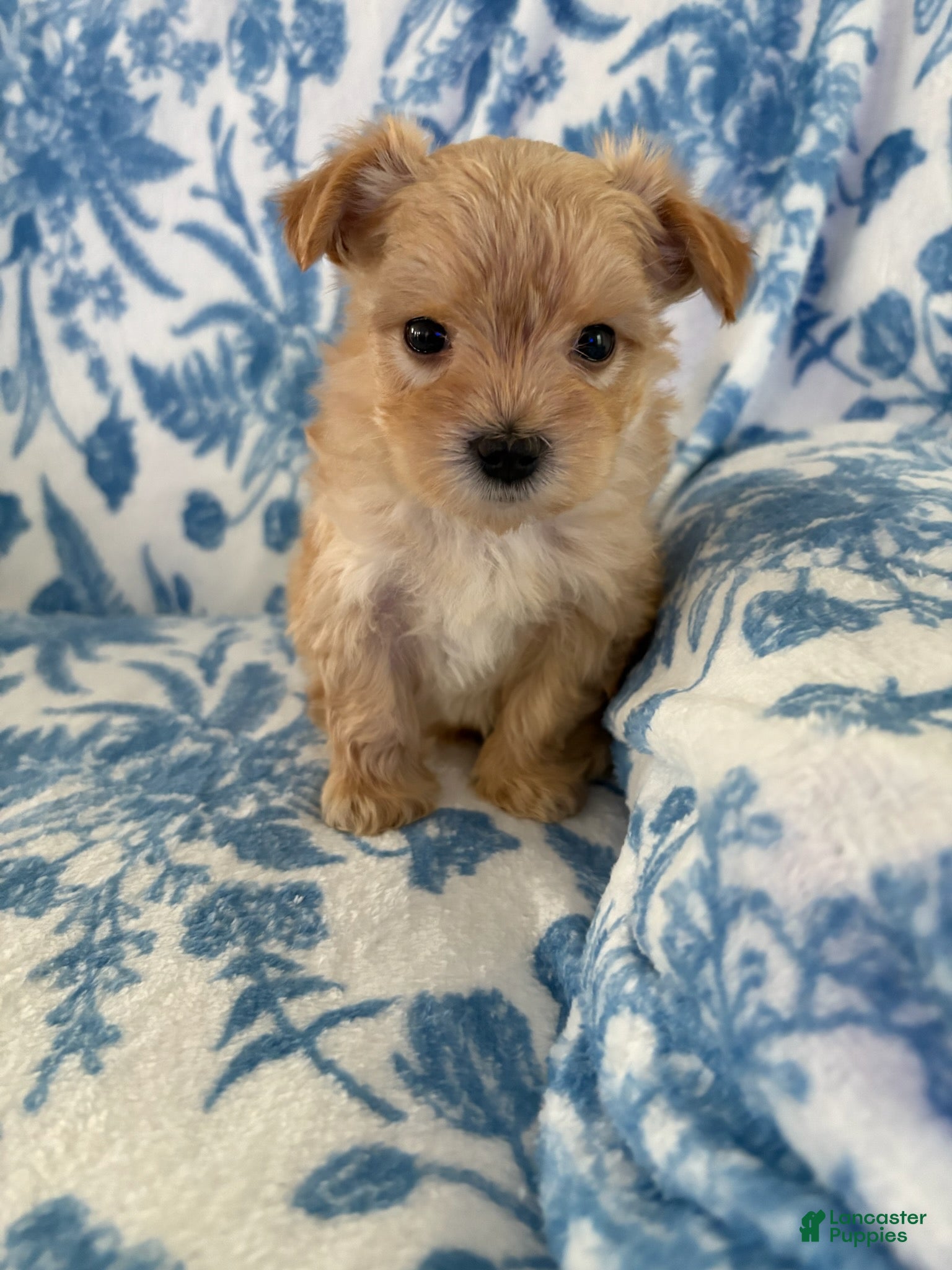 Morkie dogs Benji - Ad 7