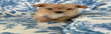 Benji