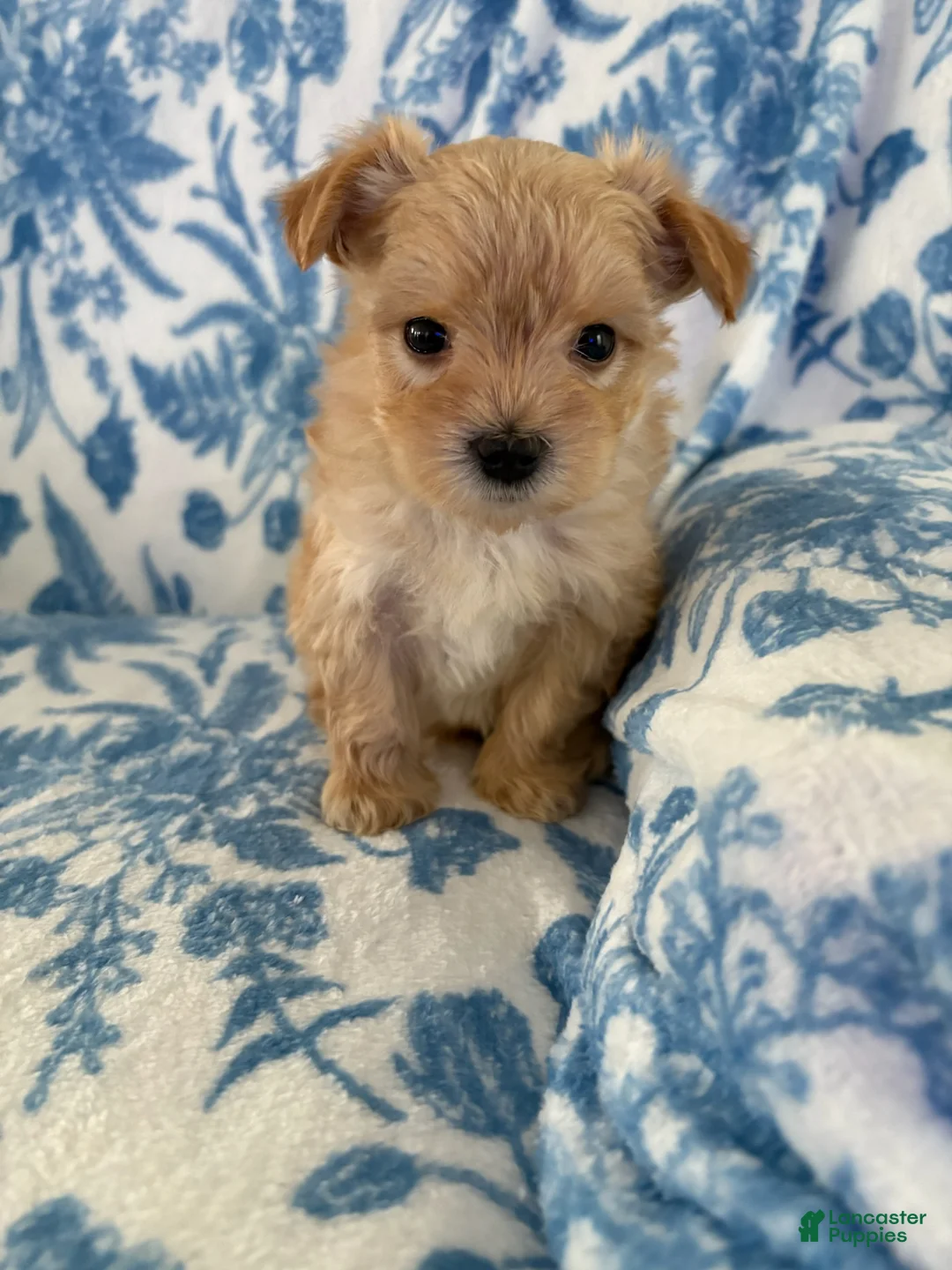 Morkie dogs for sale: Benji - Ad 1