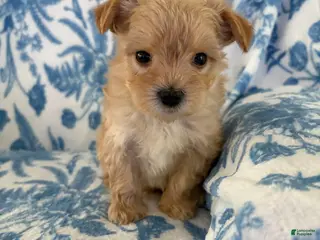 Morkie dogs Benji - Ad 20