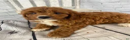Cavapoo dogs for sale: Bentley - Ad 7