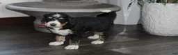 Bernedoodle dogs for sale: Smooch - Ad 4