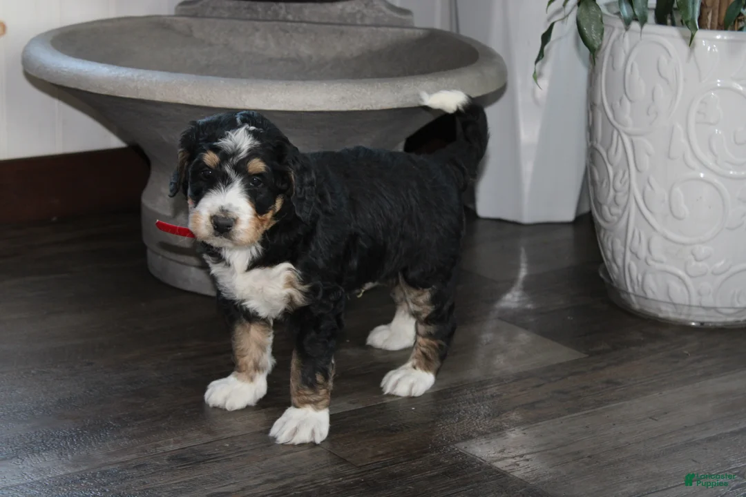 Bernedoodle dogs for sale: Smooch - Ad 4