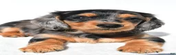 Miniature Dachshund dogs for sale: Angel - Ad 3