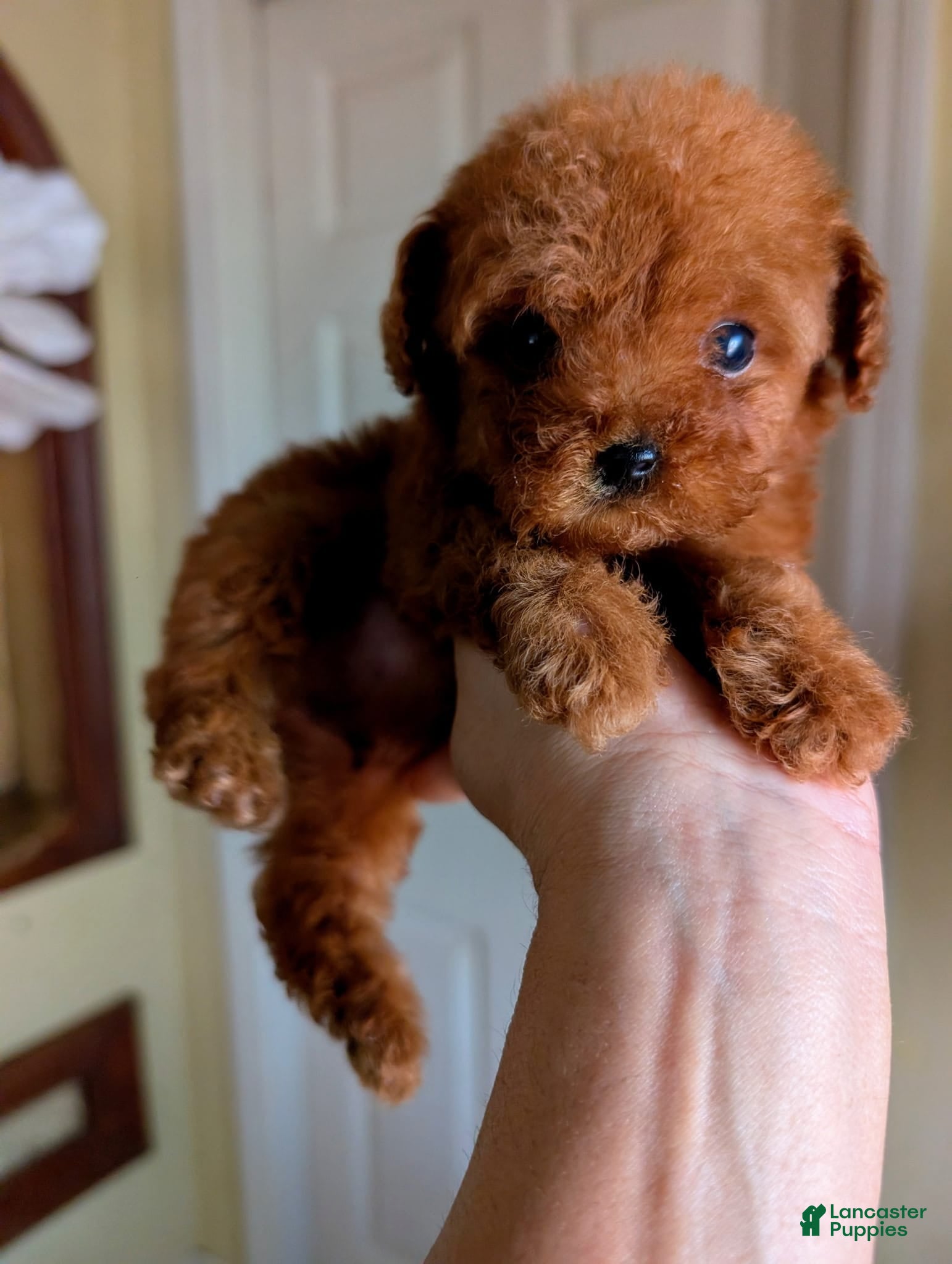 Toy Poodle