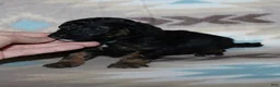 Miniature Poodle dogs for sale: Harlee’s phantom male - Ad 27