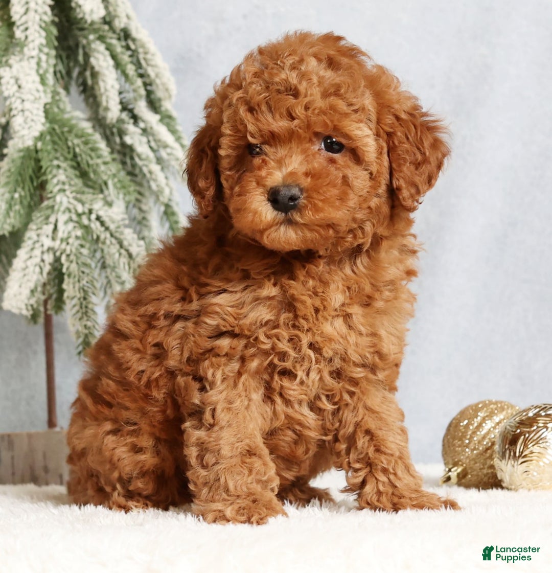 Mini Goldendoodle dogs for sale: Glinda - Ad 1