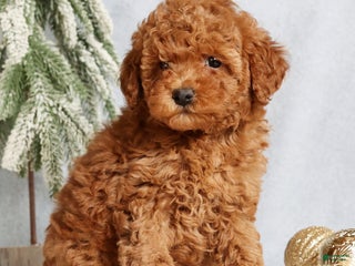Mini Goldendoodle dogs Glinda - Ad 26