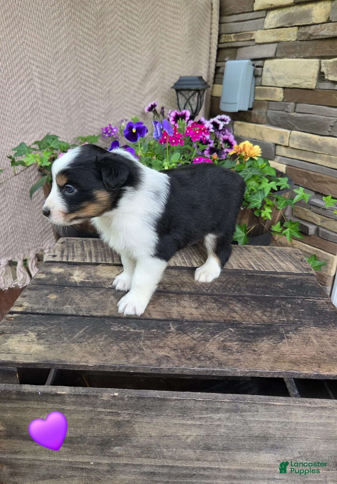 Australian Shepherd dogs for sale: Cocoa Bomb - Ad 2