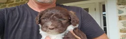 Portuguese Water Dog dogs for sale: Mary - Ad 3