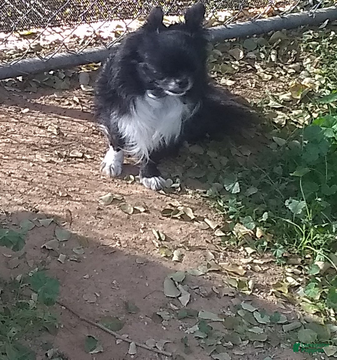 Chihuahua dogs for sale: Full AKC Adult  Russian Male  - Ad 2