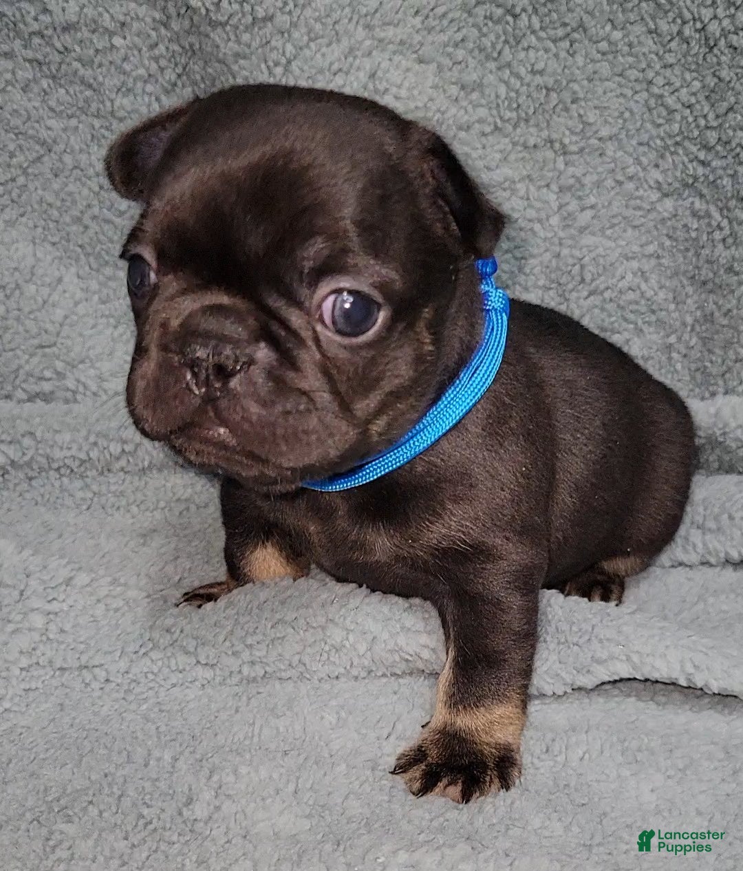 French Bulldog dogs Bruno - Ad 1