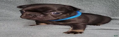 Bruno