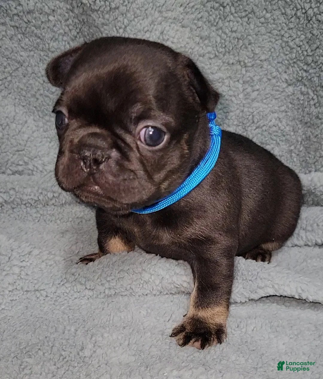 French Bulldog dogs for sale: Bruno - Ad 1