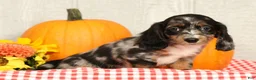Miniature Dachshund dogs for sale: Blu - Ad 3