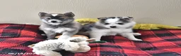 Pomsky dogs for sale: Alice - Ad 3