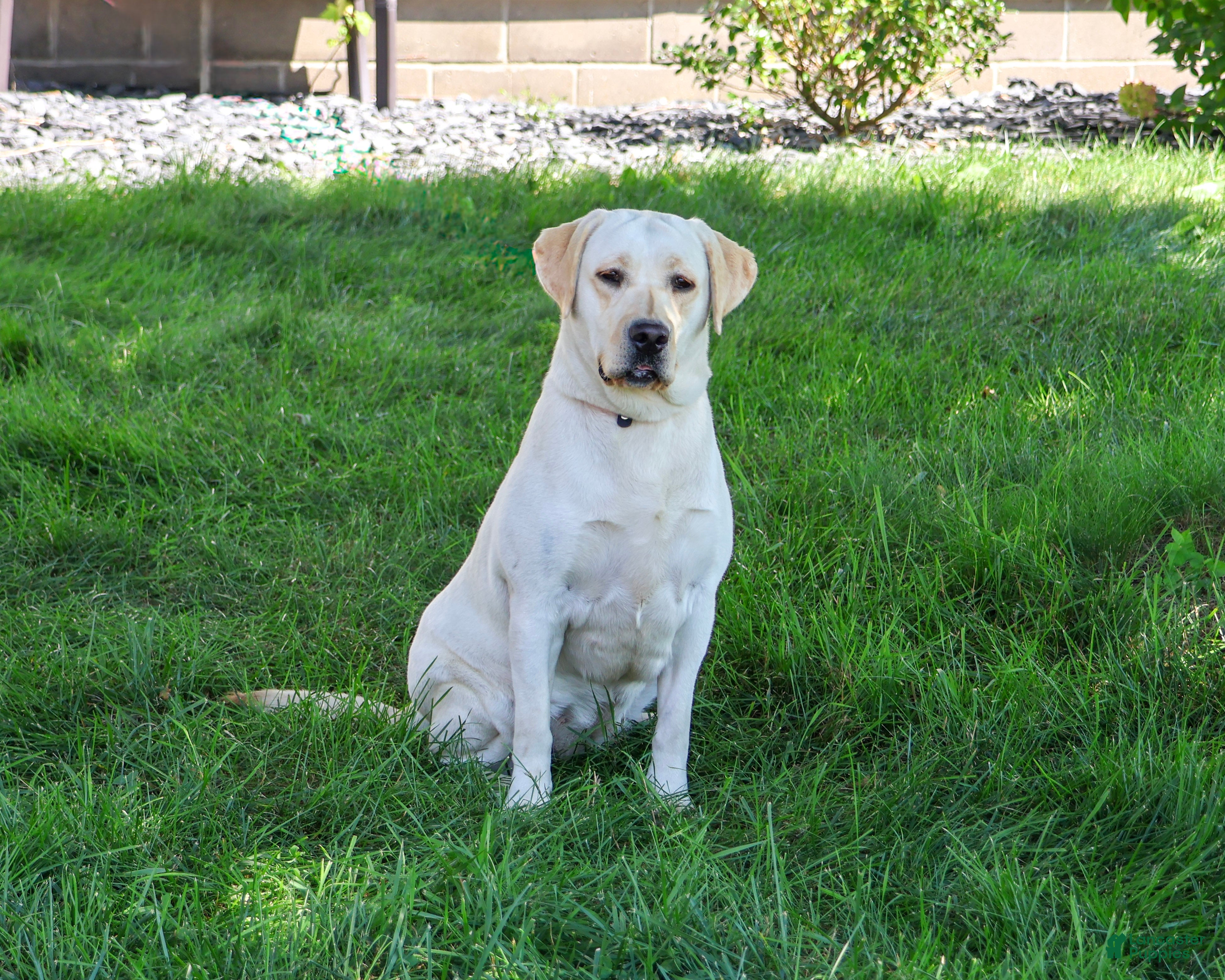 Labrador Retriever dogs Ariana - Ad 2