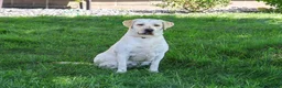 Labrador Retriever dogs for sale: Ariana - Ad 2