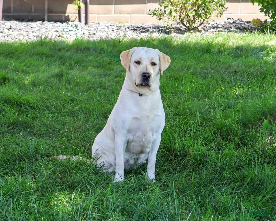 Labrador Retriever dogs for sale: Ariana - Ad 2