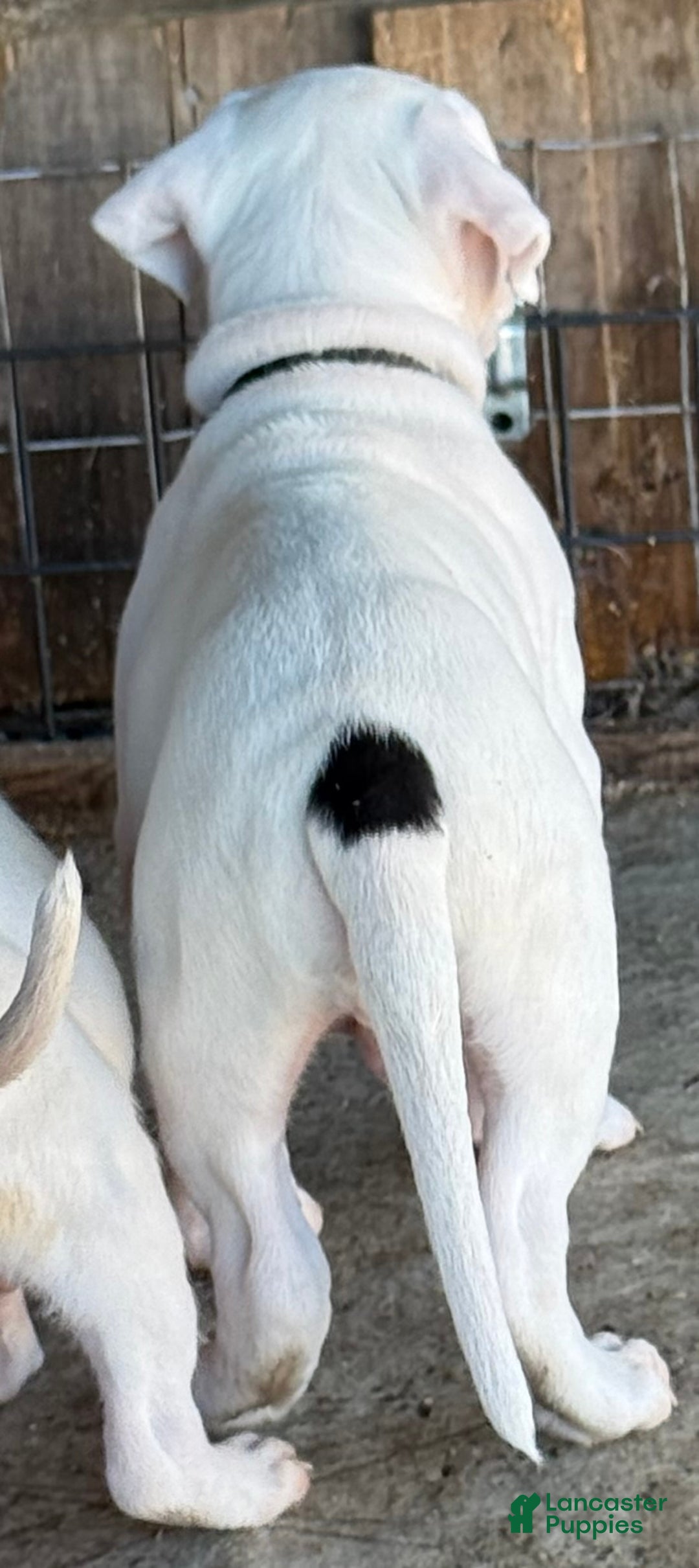 Dogo Argentino dogs for sale: Puppy M3 - Ad 5