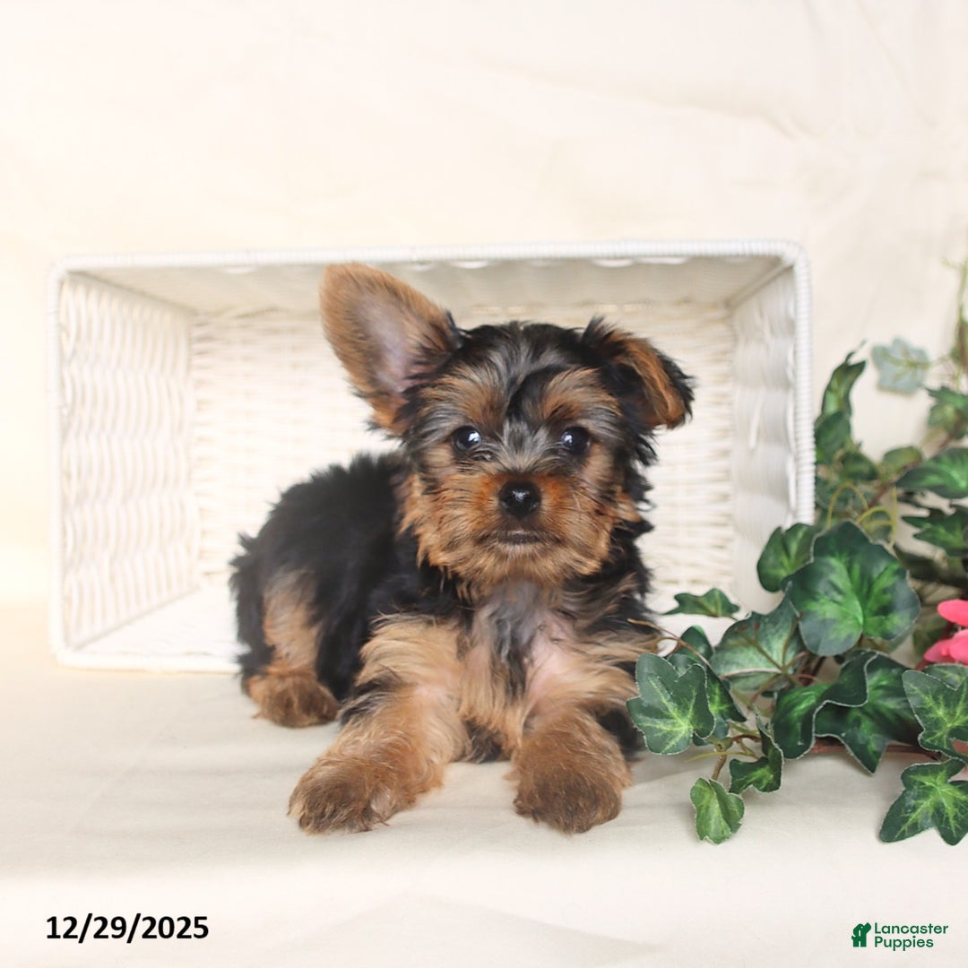 Yorkshire Terrier dogs for sale: Bohdi - Ad 5