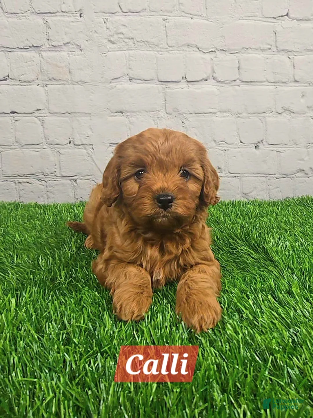 Cavapoo dogs for sale: Calli  - Ad 4