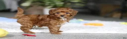 Cavapoo dogs for sale: Tiny Teddy - Ad 8